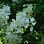 Exochorda racemosa Квітка