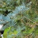 Abies concolor Leaf