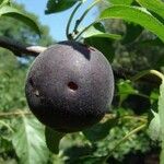 Prunus × dasycarpa Fruit