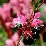 Gaura lindheimeri Sonstige