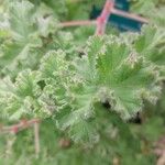 Pelargonium capitatum Leaf