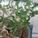 Serissa japonica Hoja