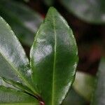Ardisia crenata Foglia