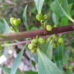 Myoporum laetum Fruitua