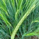 Triticum monococcum 果