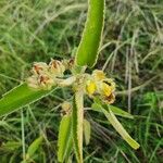 Melhania ovata Flower