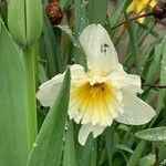 Narcissus × incomparabilis Flor