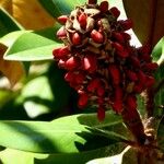 Magnolia grandiflora Fruit