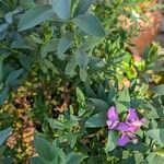 Polygala myrtifoliaFlower