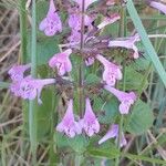 Clinopodium alpinum Квітка