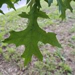 Quercus palustris Folio