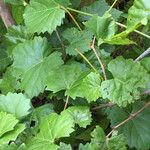 Vitis rotundifolia List