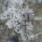 Echium italicum Fruit