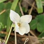 Viola alba Λουλούδι