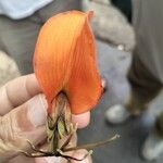 Erythrina fusca Flower