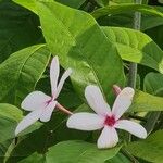 Kopsia fruticosa Flower