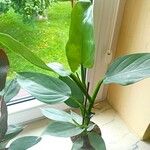 Philodendron hastatum Hoja