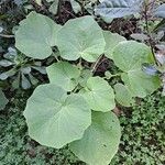 Pericallis murrayi Ліст