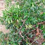 Correa glabra Hoja