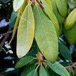 Rhododendron maximum Blatt