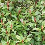 Photinia glabra Habit