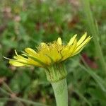 Tragopogon dubius Fiore