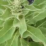 Verbascum sinaiticum Blatt