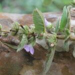 Melochia spicata Flower