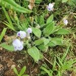 Craterostigma hirsutum Hoja