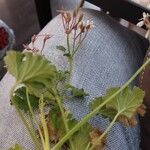 Pelargonium odoratissimum Leaf