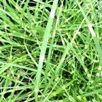 Miscanthus sinensis Likasa