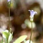 Solenopsis laurentia その他の提案