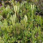 Lycopodium × zeilleri Elinympäristö