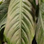 Spathiphyllum blandum Foglia