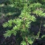 Larix decidua পাতা