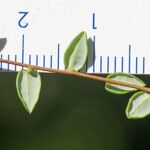 Vaccinium microcarpum Frunză