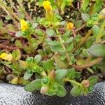 Portulaca umbraticolaBlatt