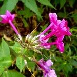 Phlox drummondii Flower