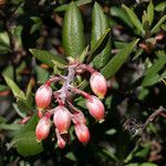 Xylococcus bicolor Çiçek