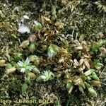 Cerastium diffusum Libunga