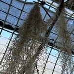 Tillandsia usneoides Levél