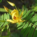 Chamaecrista glandulosa Floare