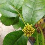 Ixora chinensisLeaf