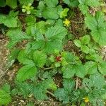 Potentilla indica Hábito