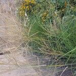 Miscanthus sinensisপাতা