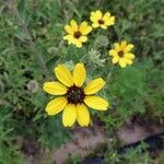 Berlandiera betonicifolia Flor