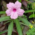 Ruellia simplexFlor