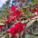 Rhododendron thomsonii Blomma