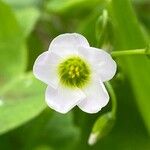 Oxalis incarnata Квітка