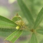 Eriosema crinitum Leaf